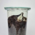Zeldzame op alcohol geconserveerde diepzee Kroyer's Hengelvis